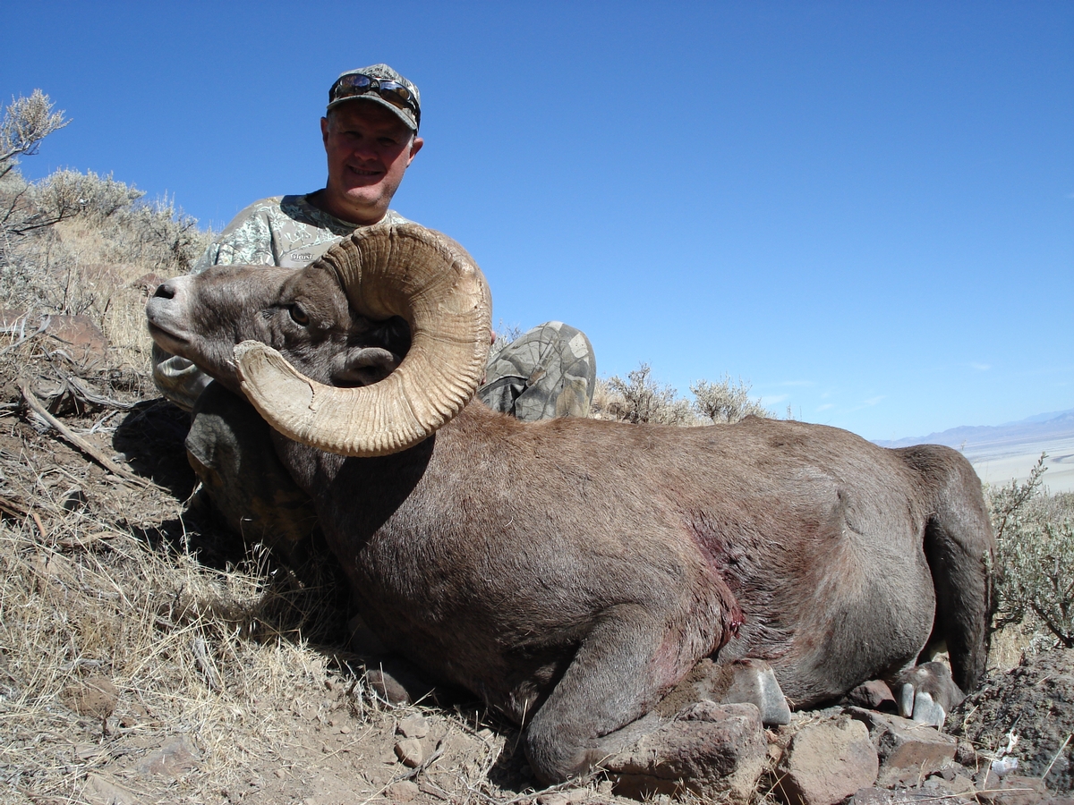 Nevada Bighorn Sheep Hunts Nevada High Ridge Outfitters