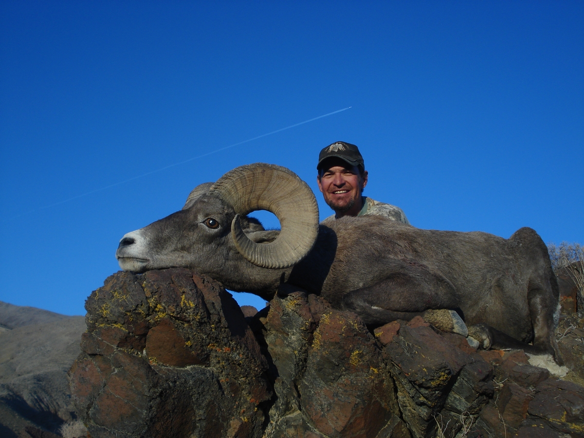 Nevada Bighorn Sheep Hunts Nevada High Ridge Outfitters