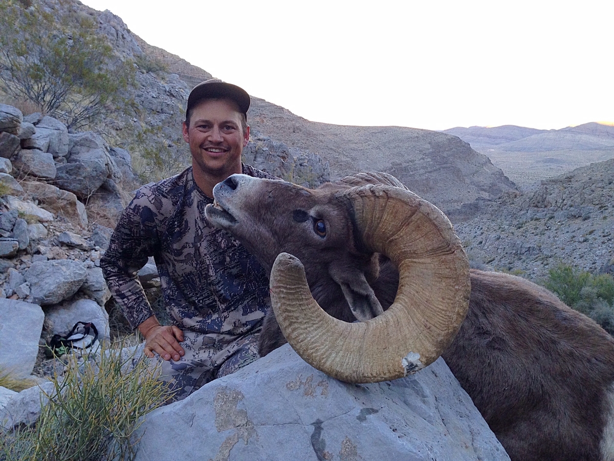 Nevada Bighorn Sheep Hunts Nevada High Ridge Outfitters