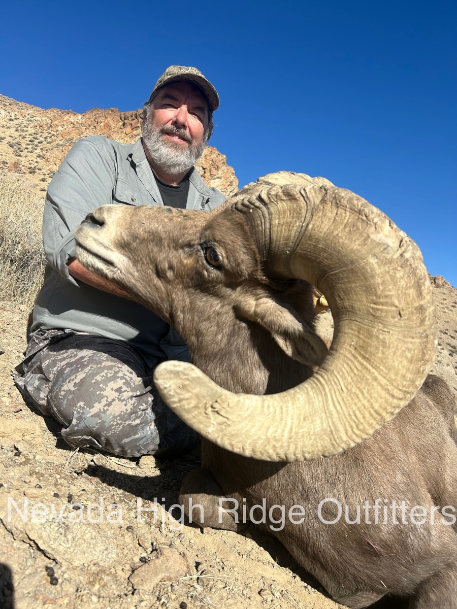 Nevada Bighorn Sheep Hunts Nevada High Ridge Outfitters